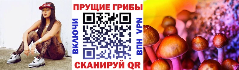 Галлюциногенные грибы Psilocybine cubensis  блэк спрут tor  Семикаракорск 